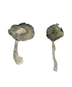 APEX Magic Mushrooms