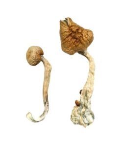 African Transkei Magic Mushrooms