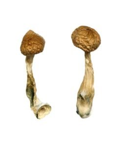 African Transkei Magic Mushrooms