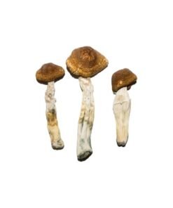 Brazilian Magic Mushrooms