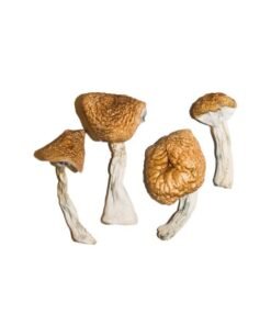 Burmese Magic Mushrooms