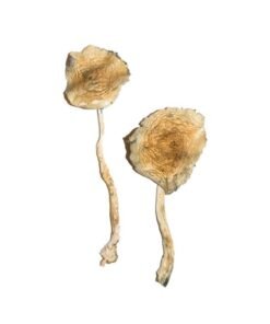 Cuban Magic Mushrooms