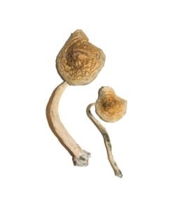 Cuban Magic Mushrooms