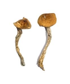 Daddy Long Legs Magic Mushrooms