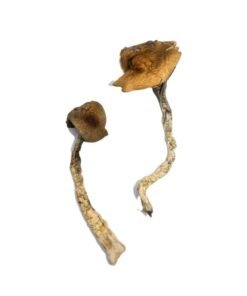 Daddy Long Legs Magic Mushrooms