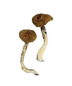 Dancing Tiger Magic Mushrooms