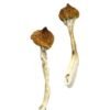 Dancing Tiger Magic Mushrooms