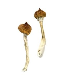 Dancing Tiger Magic Mushrooms