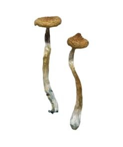 Escondido Magic Mushrooms