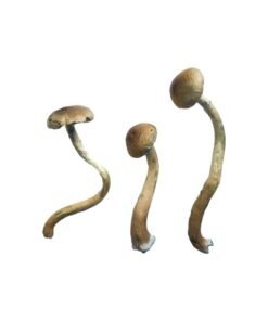 Golden Teacher Special Magic Mushrooms