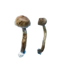 Golden Teacher Special Magic Mushrooms