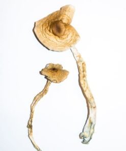 Golden Teachers Magic Mushrooms
