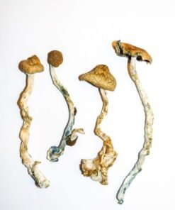 Golden Teachers Magic Mushrooms