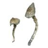 Great White Monster Magic Mushrooms