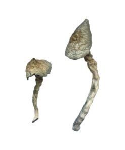 Great White Monster Magic Mushrooms