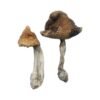 Hawaiian Magic Mushrooms