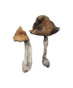 Hawaiian Magic Mushrooms