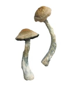 Featured Special ‘Oz’ Magic Mushrooms (28 grams)