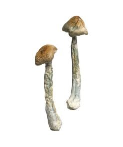 Featured Special ‘Oz’ Magic Mushrooms (28 grams)