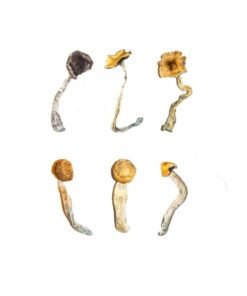 Magic Mushroom Sampler Kit / Tasting Menu