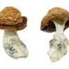 Makilla Gorilla Magic Mushrooms