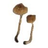 Malabar Magic Mushrooms