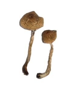 Malabar Magic Mushrooms