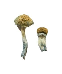 Mazatapec Magic Mushrooms