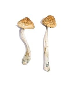 McKennaii Magic Mushrooms