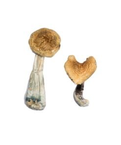 McKennaii Magic Mushrooms