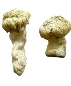 Shakti (Albino Malabar) Magic Mushrooms