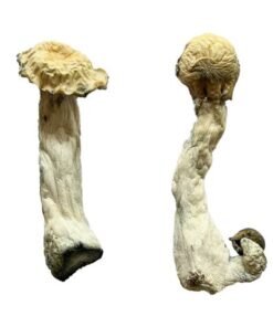 Shakti (Albino Malabar) Magic Mushrooms