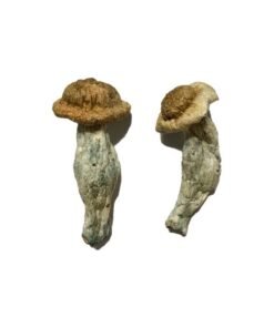 Shepherds Cut Penis Envy Magic Mushrooms