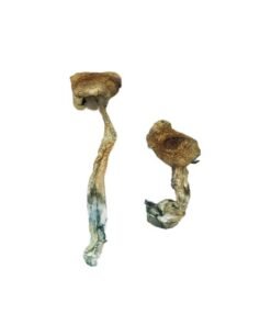 Texas Yellow Cap Magic Mushrooms