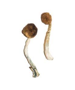 Treasure Coast Magic Mushrooms